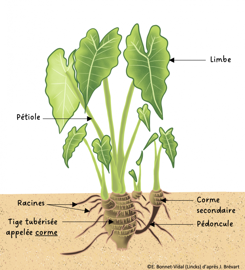 taro-d-eau-agripedia